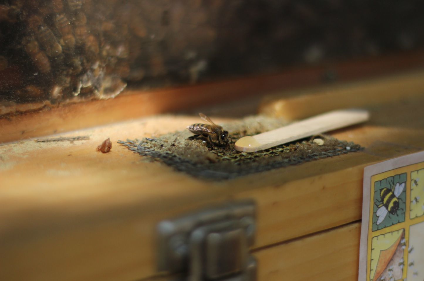 mead and cider--bees.jpg